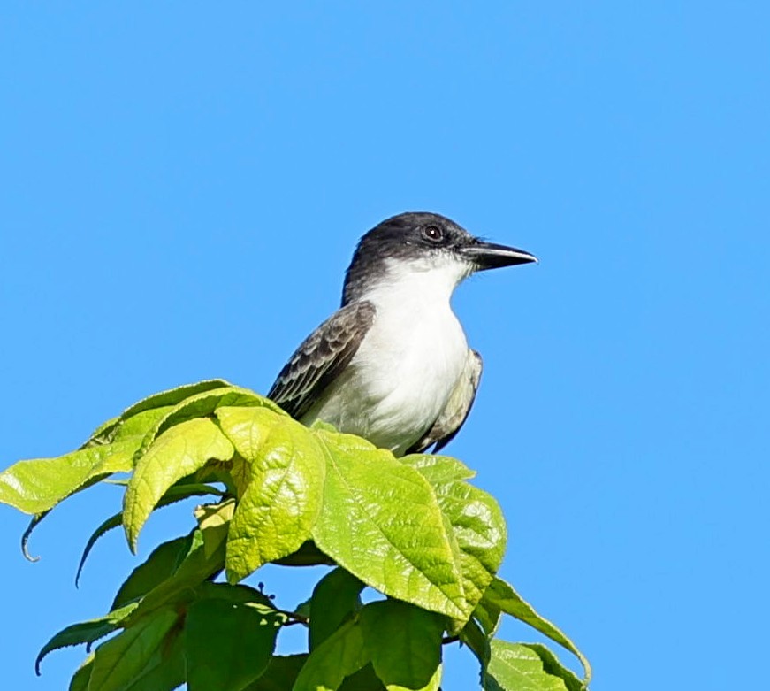 Giant Kingbird - ML628709996