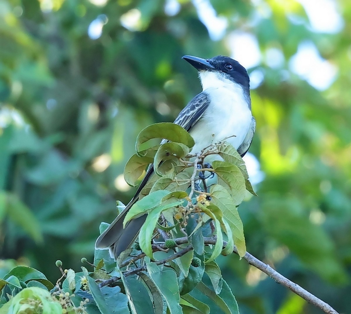 Giant Kingbird - ML628709997