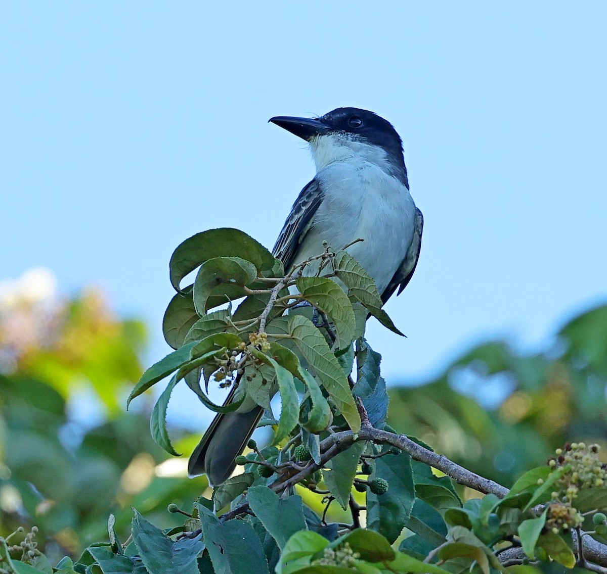 Giant Kingbird - ML628709998