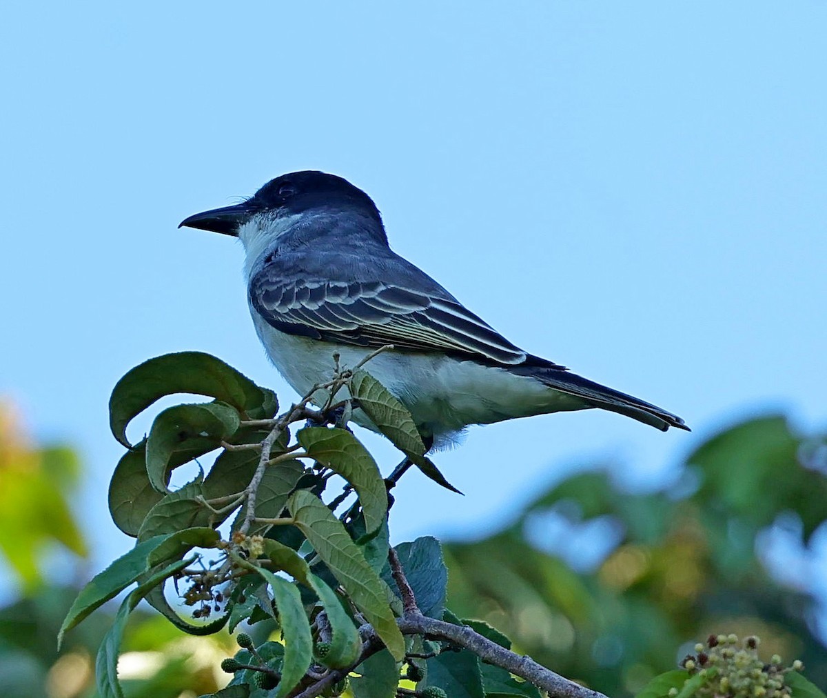 Giant Kingbird - ML628709999