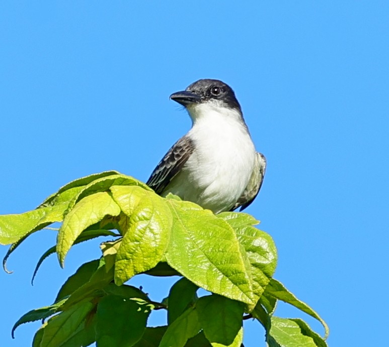 Giant Kingbird - ML628710000