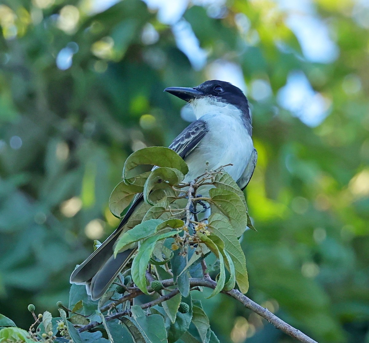 Giant Kingbird - ML628710001