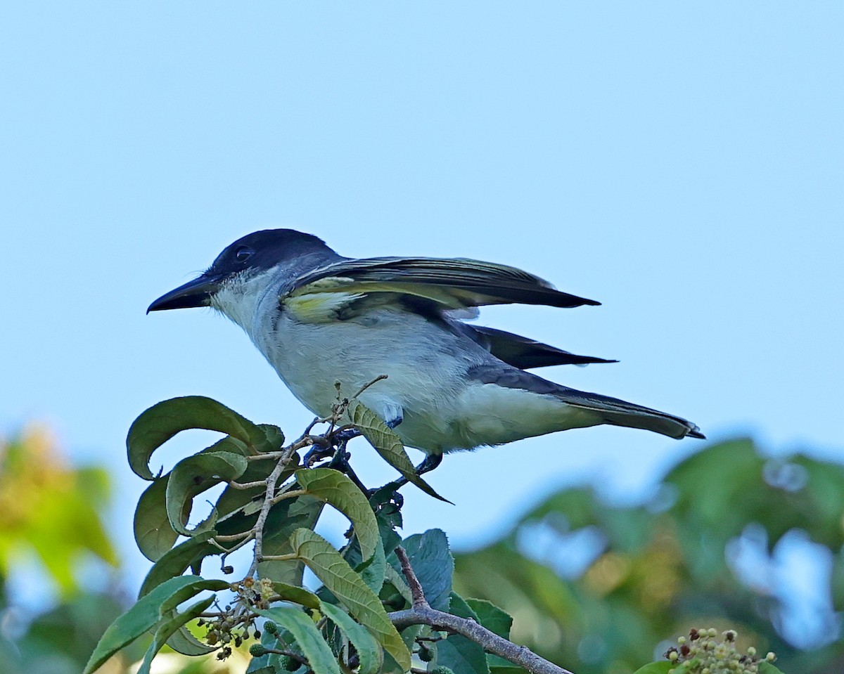 Giant Kingbird - ML628710002