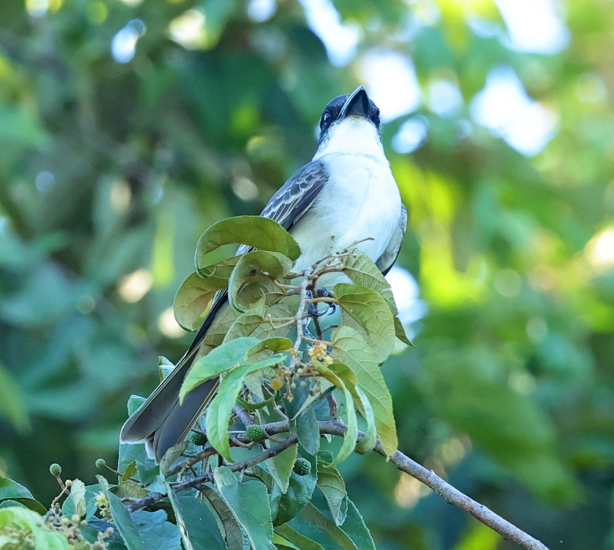 Giant Kingbird - ML628710003