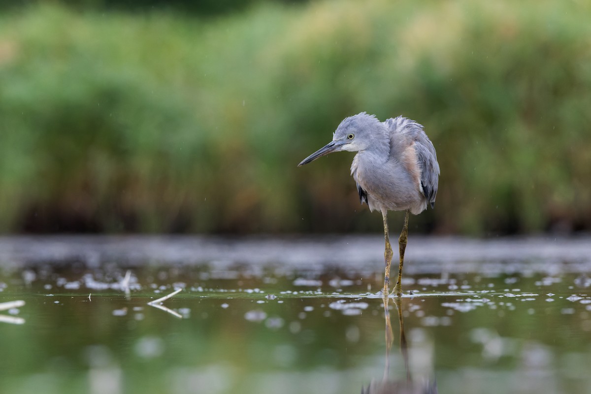 hvitmaskehegre - ML628710079