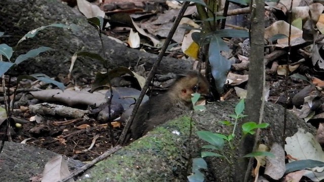 Australian Brushturkey - ML628710127