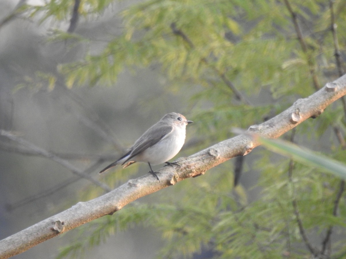 Taiga Flycatcher - ML628710283