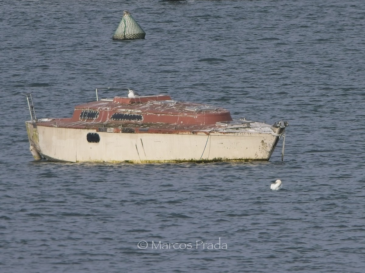 Alcatraz Atlántico - ML628710542