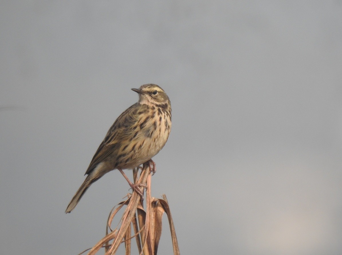 Rosy Pipit - ML628710770