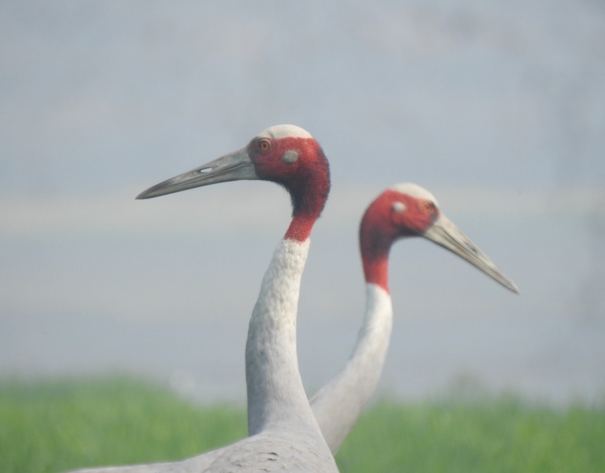 Sarus Crane - ML628710773