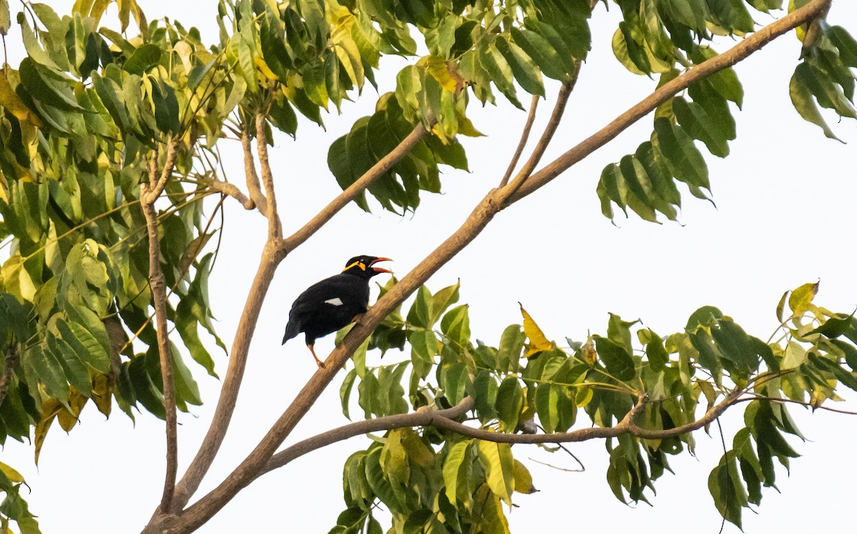 Common Hill Myna - ML628710817