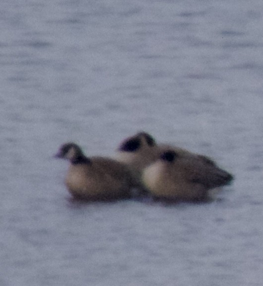 Branta kanadar txikia - ML628710886