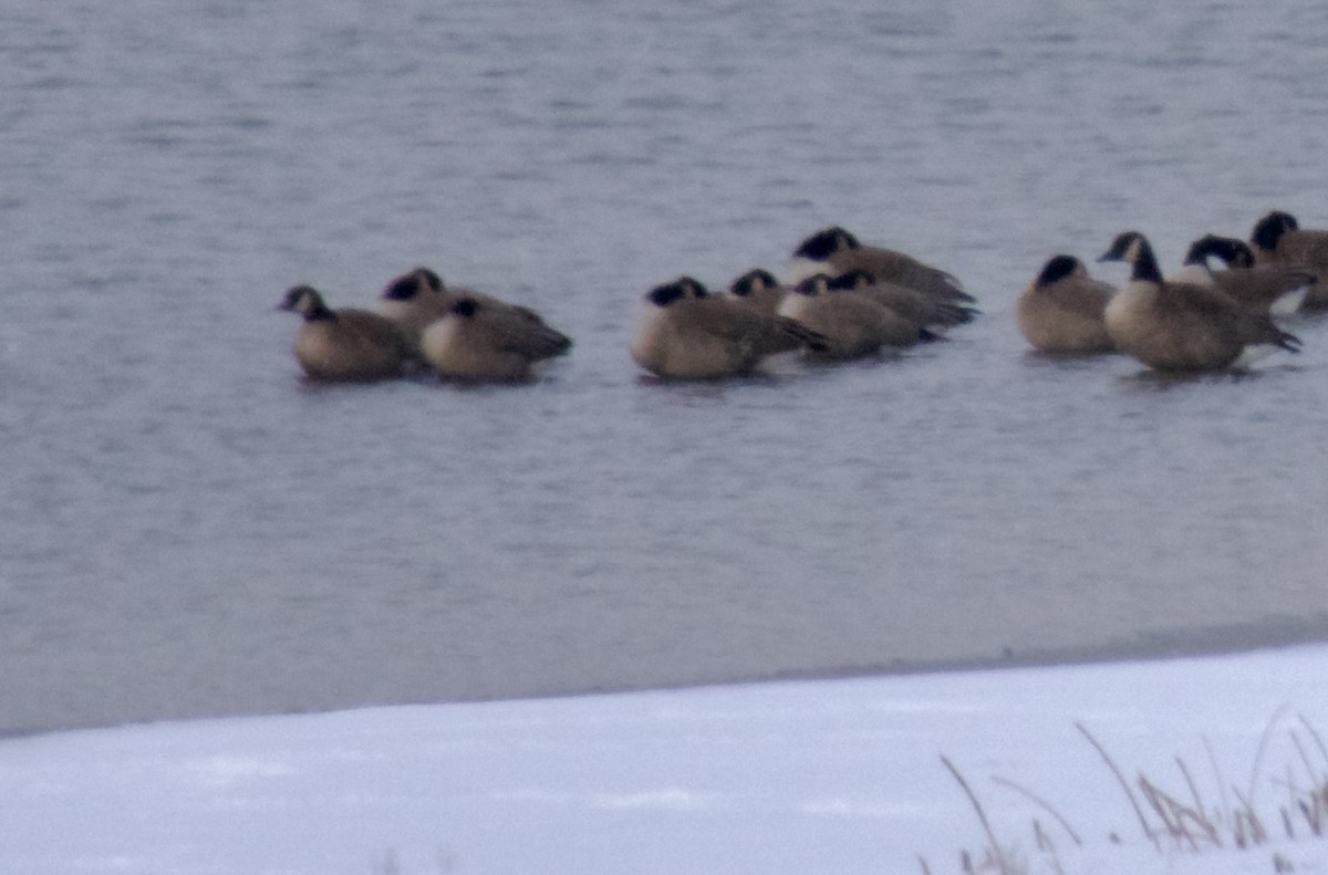 Branta kanadar txikia - ML628710887