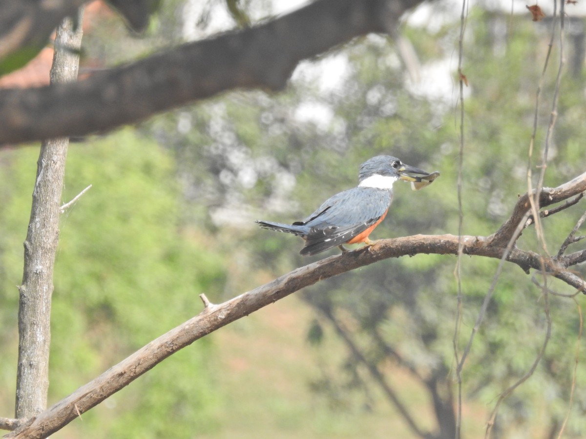 Ringed Kingfisher - ML628711160