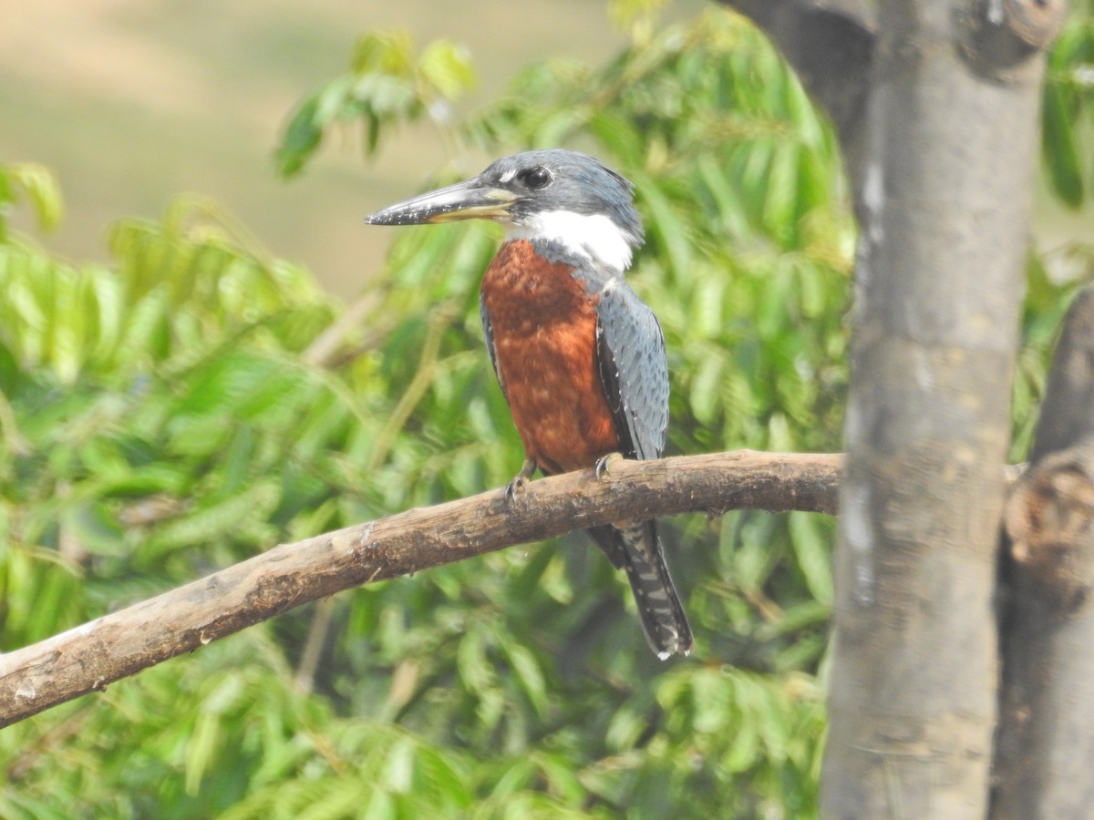 Ringed Kingfisher - ML628711161