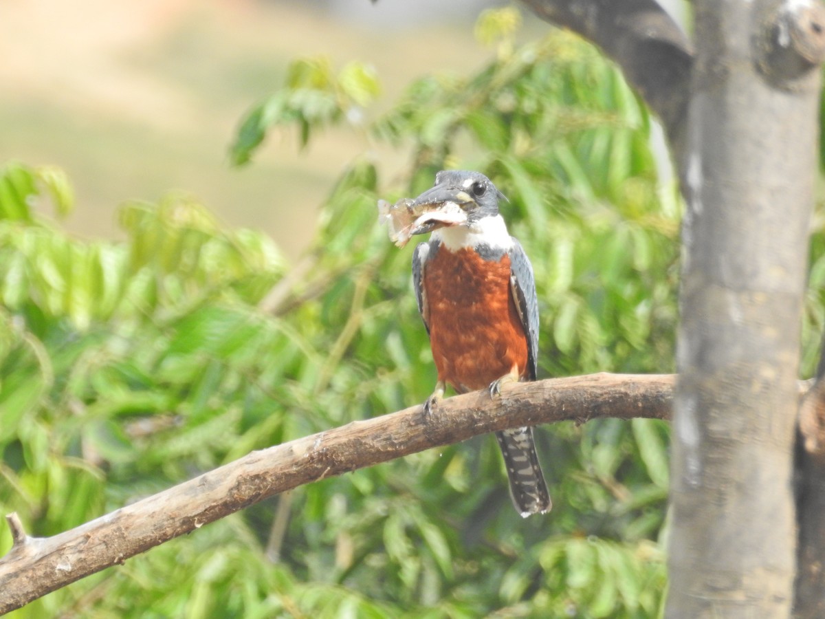 Ringed Kingfisher - ML628711162