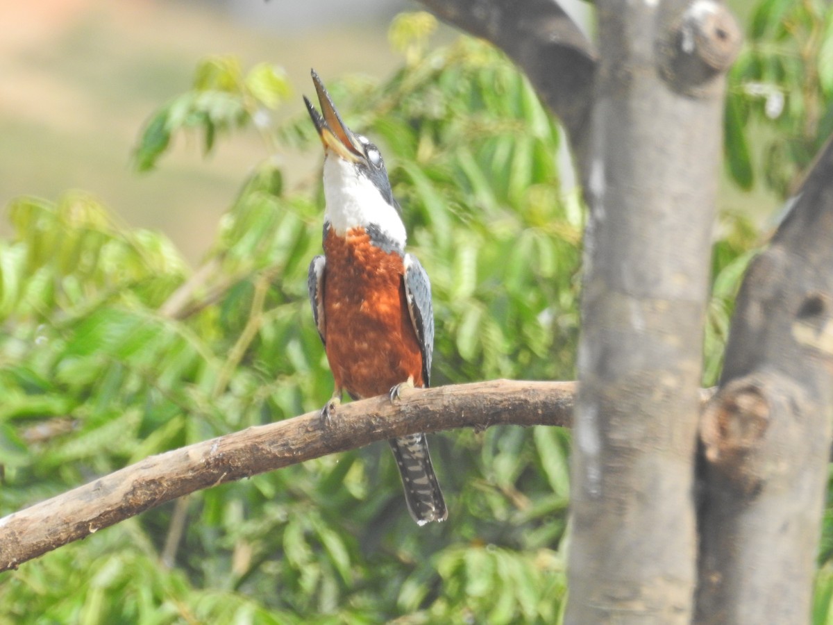 Ringed Kingfisher - ML628711163