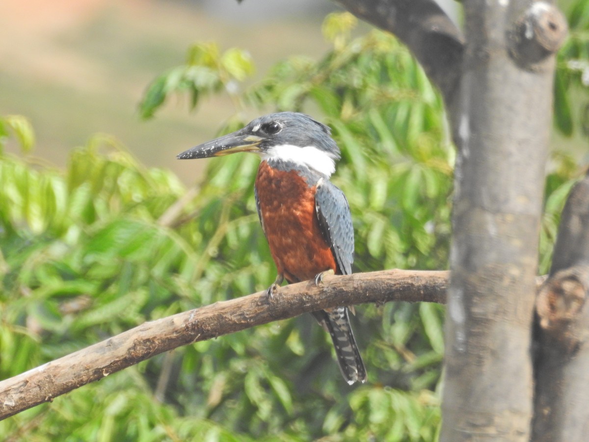 Ringed Kingfisher - ML628711164