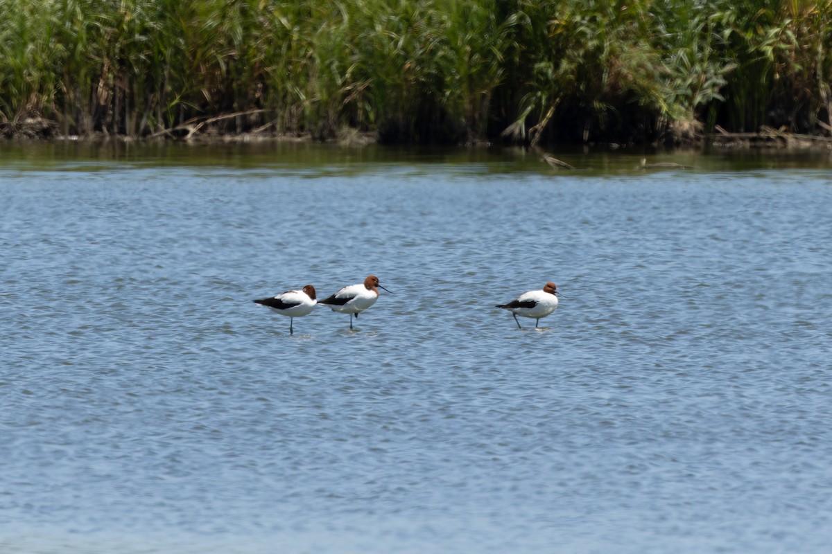 Red-necked Avocet - ML628711241