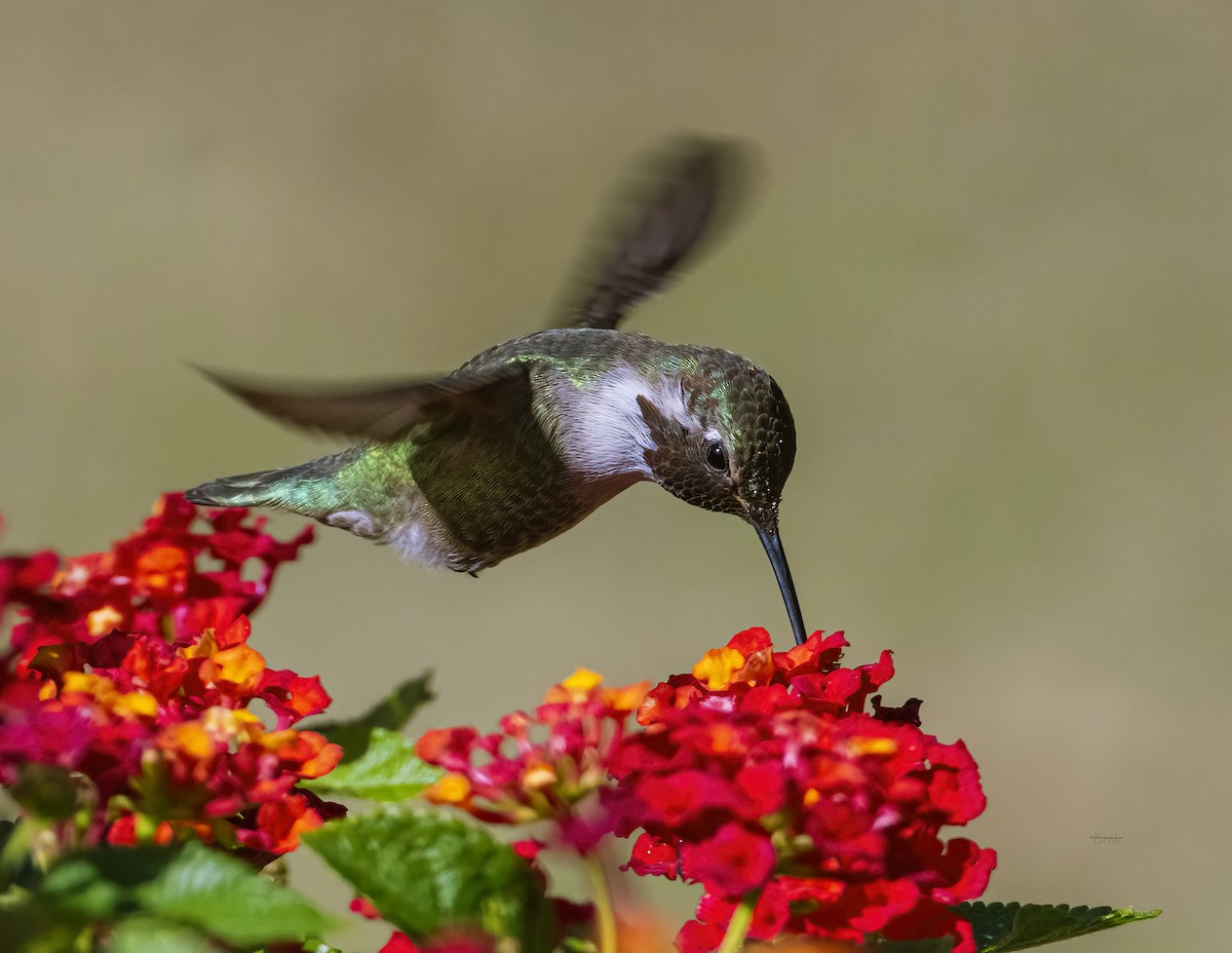 hummingbird sp. - ML628711459