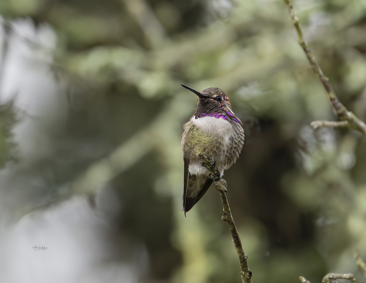 hummingbird sp. - ML628711470