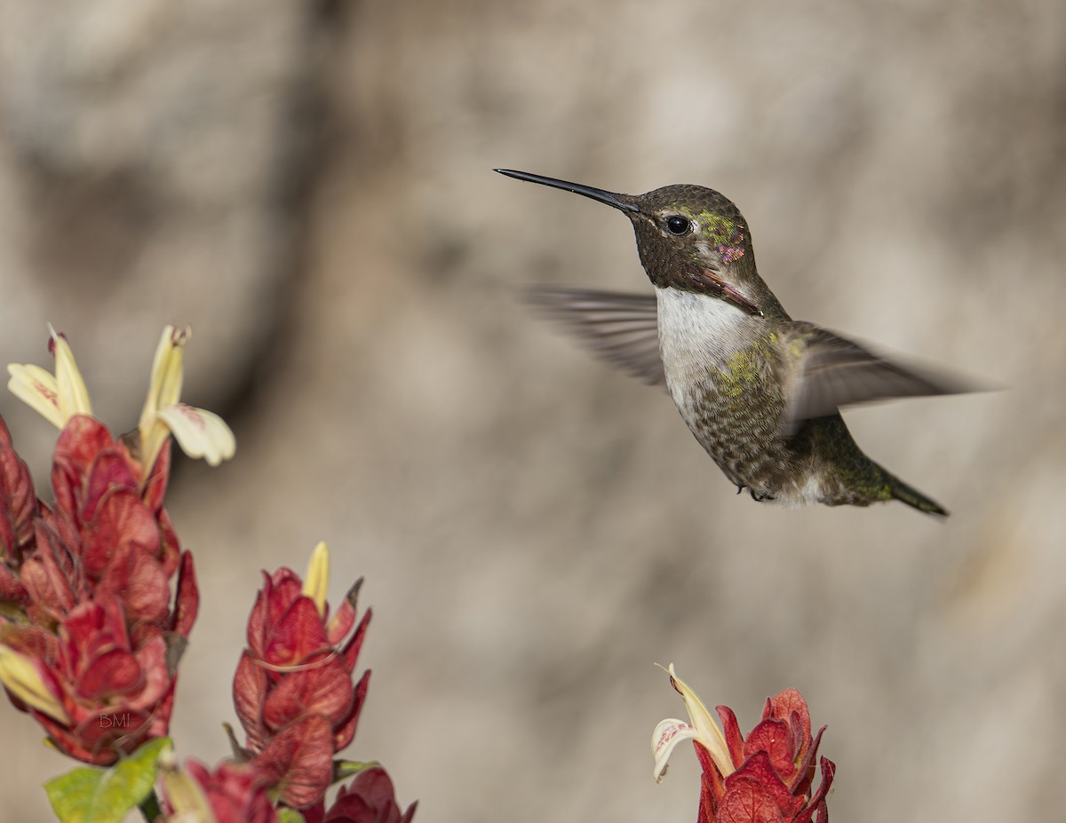 hummingbird sp. - ML628711475