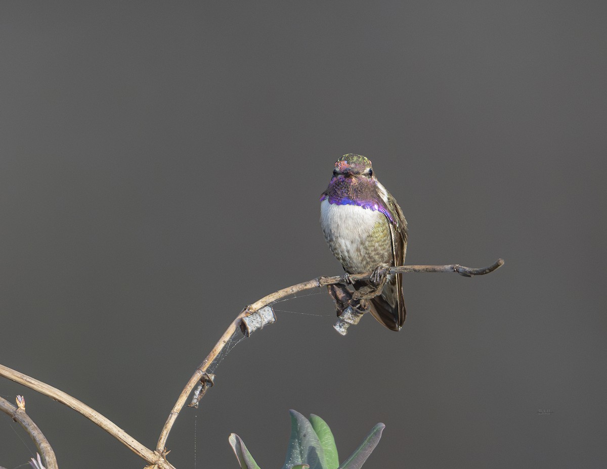 hummingbird sp. - ML628711476