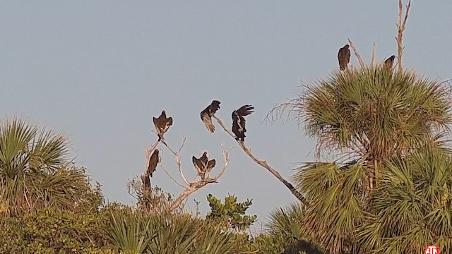 Turkey Vulture - ML628711540