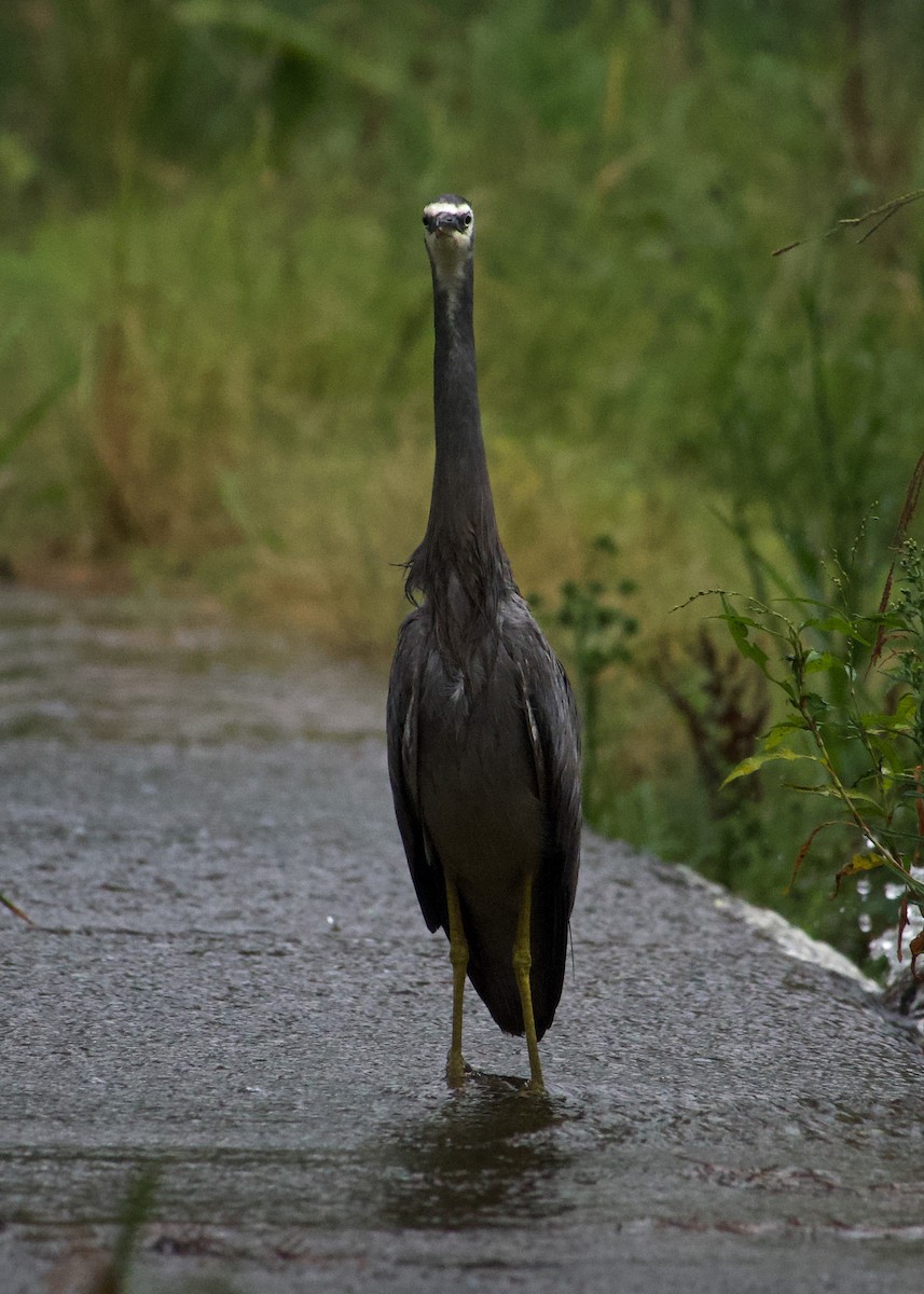 White-faced Heron - ML628711582