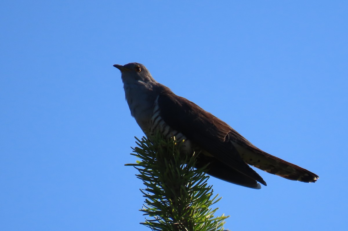 Madagascar Cuckoo - ML628711706
