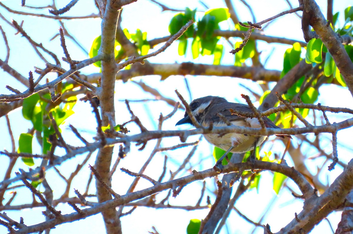 Red-tailed Vanga - ML628711743