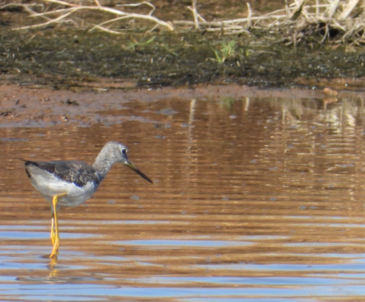 Lesser Yellowlegs - ML628712293