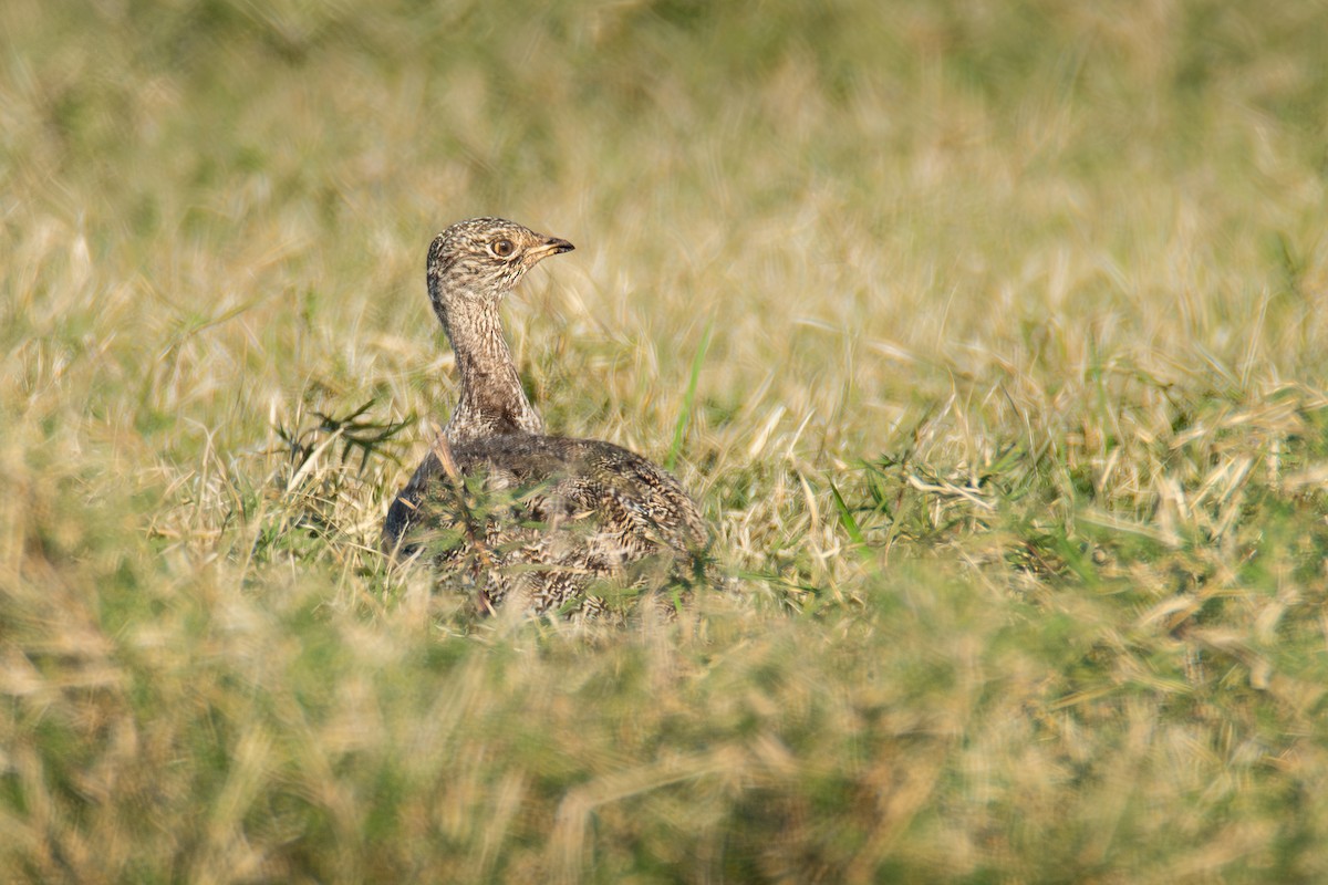 Little Bustard - ML628712518