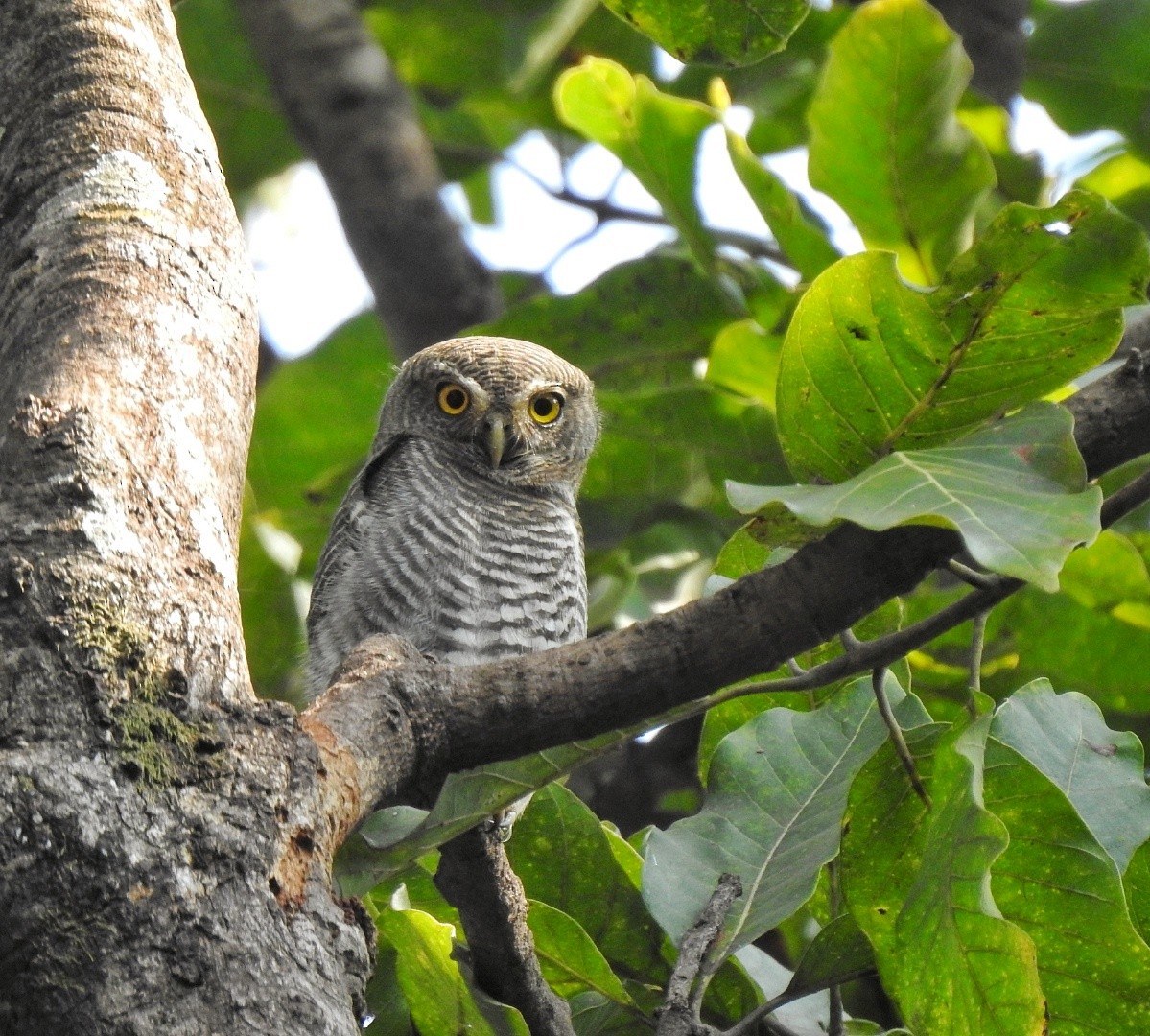 Jungle Owlet - ML628713005