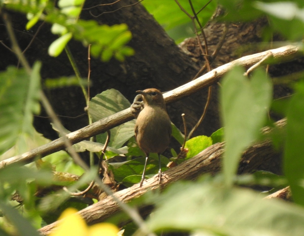 Indian Robin - ML628713007