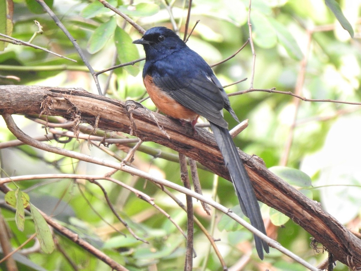 White-rumped Shama - ML628713018
