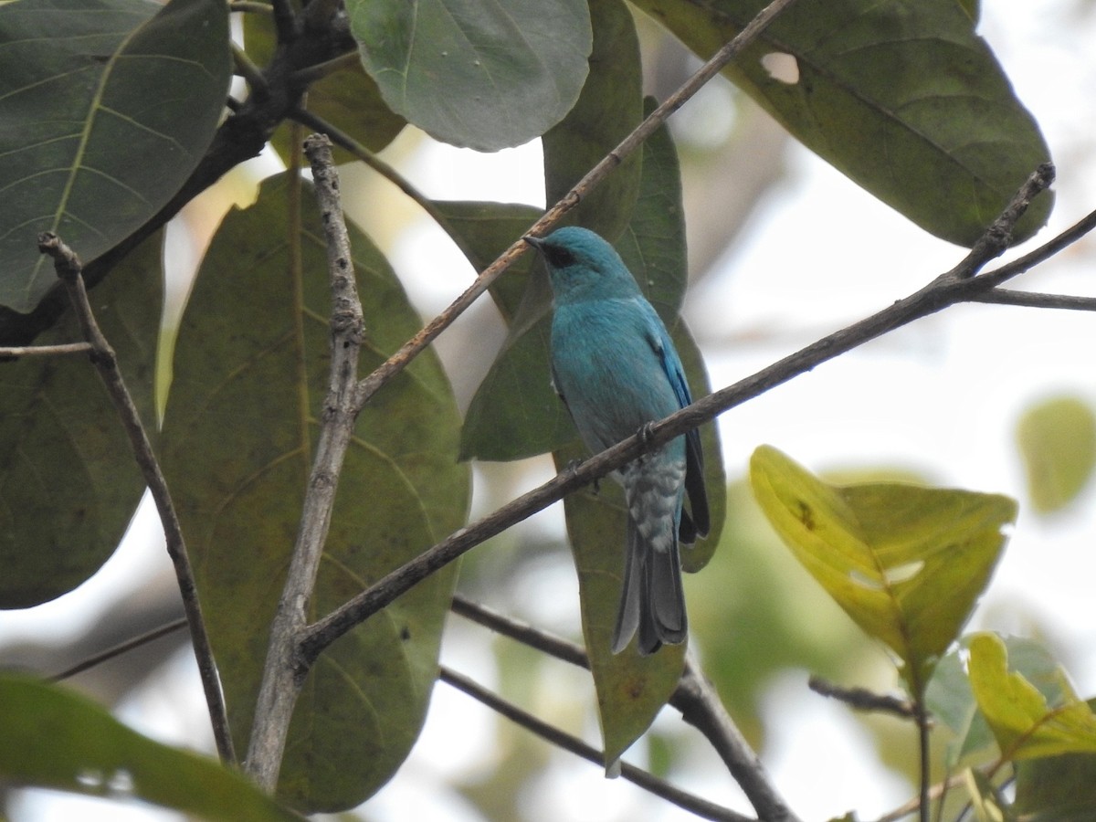 Verditer Flycatcher - ML628713020