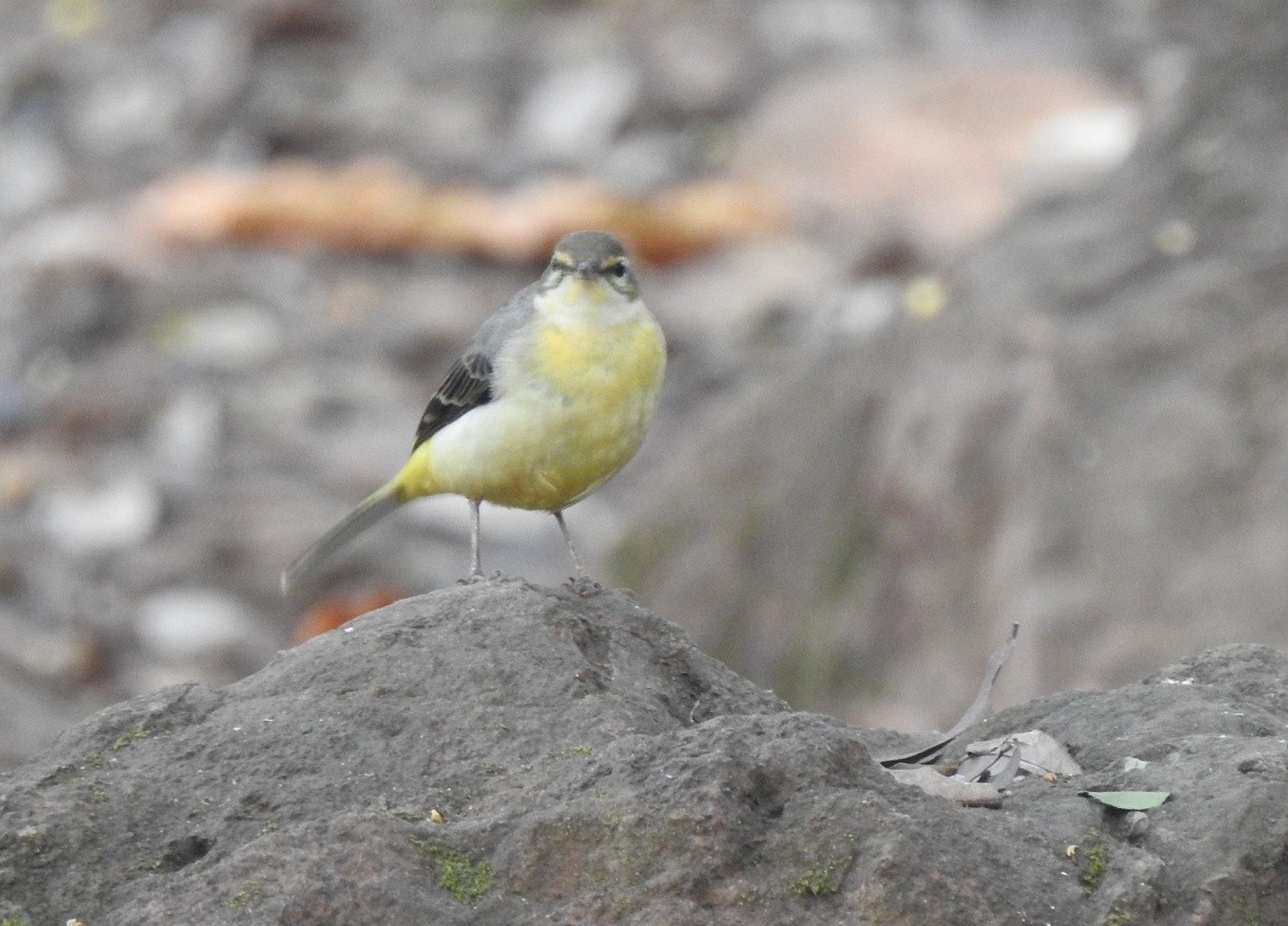 Gray Wagtail - ML628713021