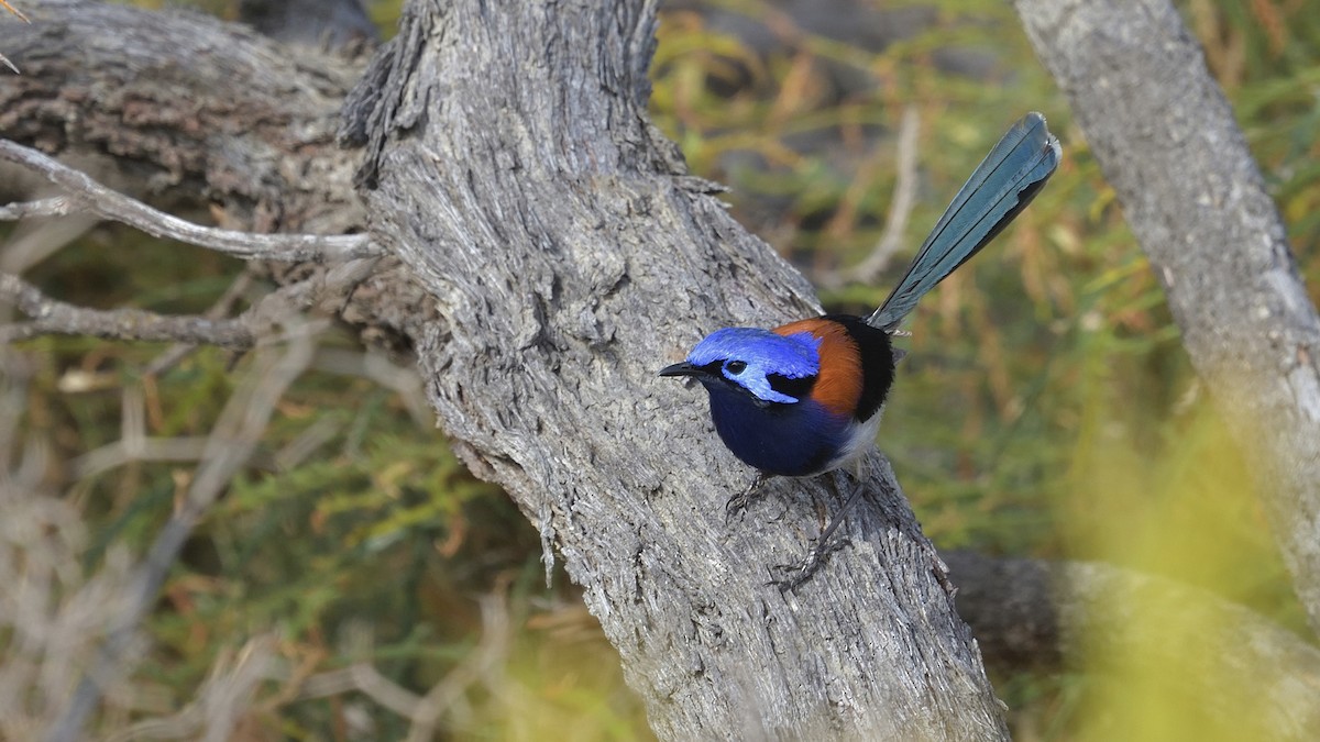 Blue-breasted Fairywren - ML628713025