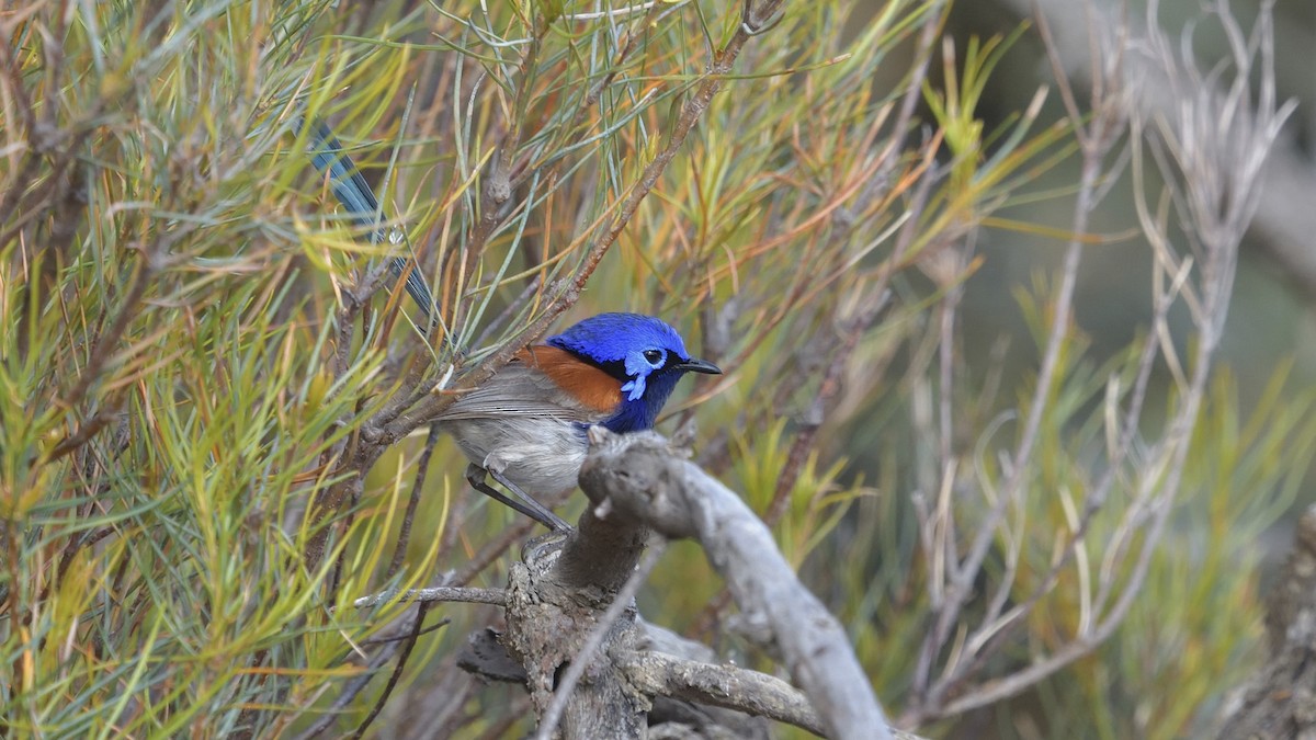 Blue-breasted Fairywren - ML628713027