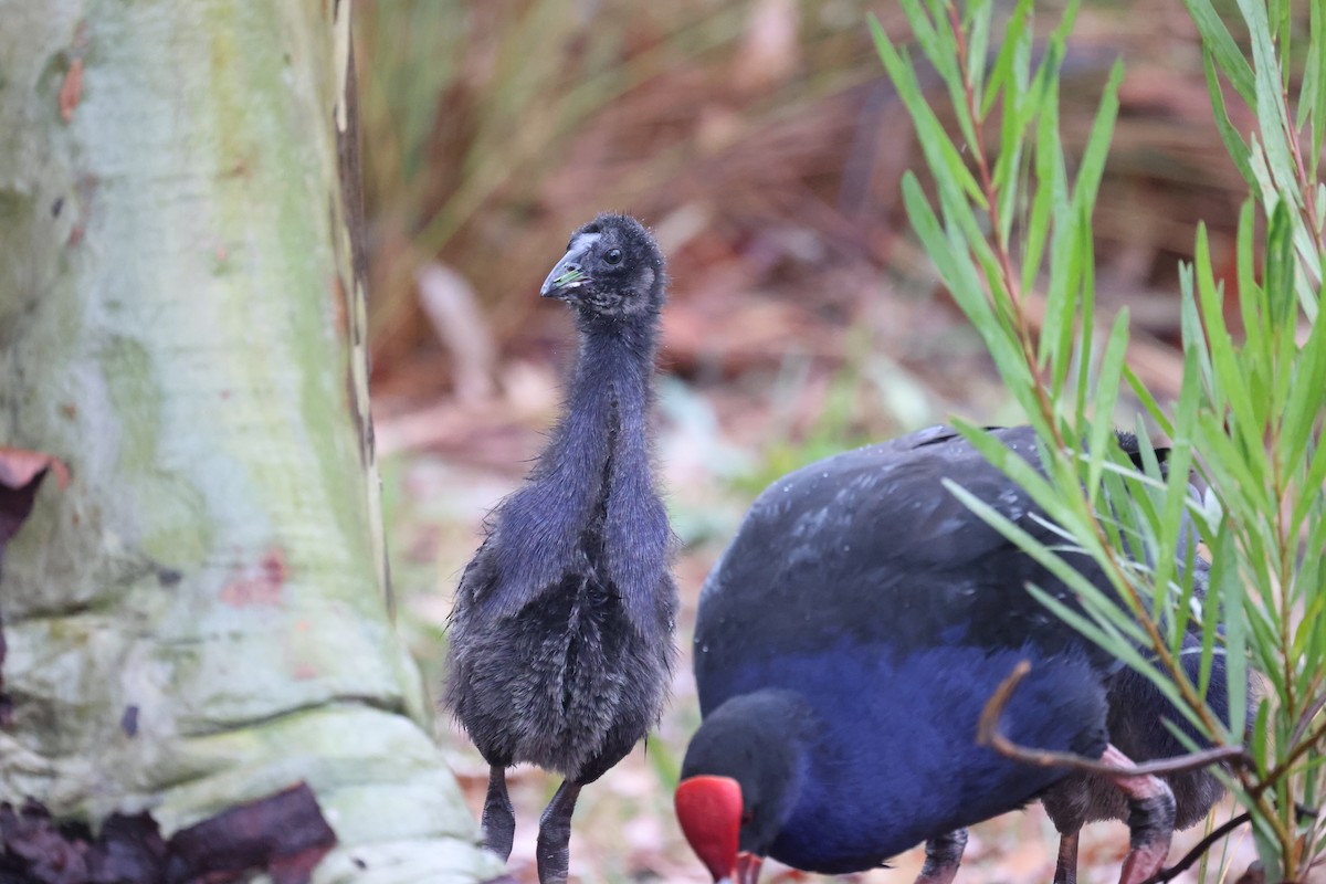 Australasian Swamphen - ML628713077