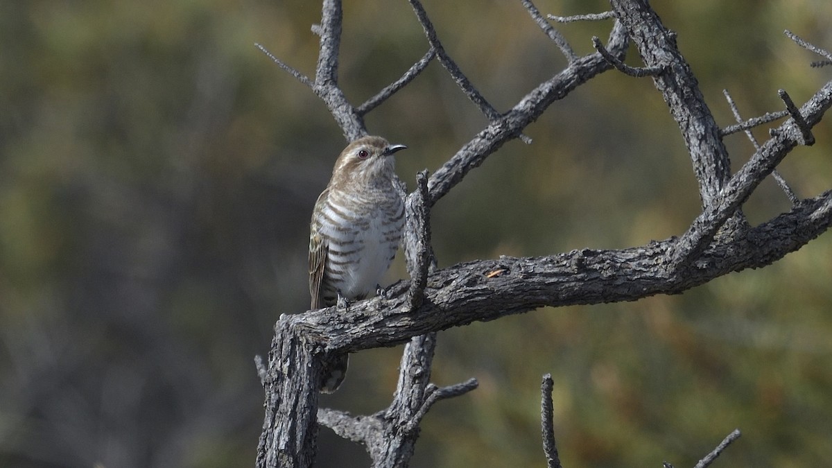 Horsfield's Bronze-Cuckoo - ML628713108