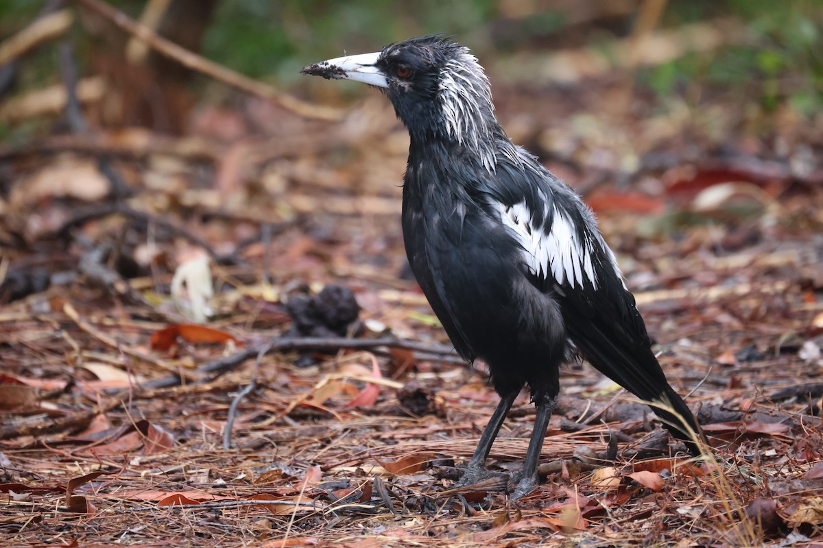 Australian Magpie - ML628713111