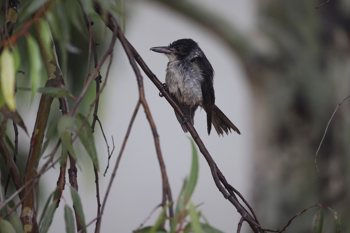 Gray Butcherbird - ML628713139
