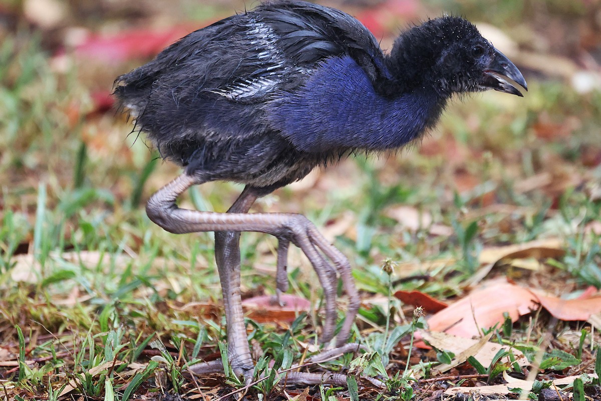 Australasian Swamphen - ML628713171