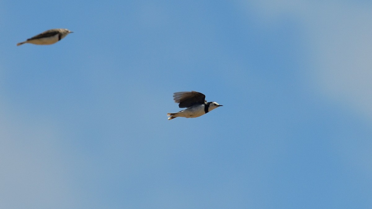 White-fronted Chat - ML628713181