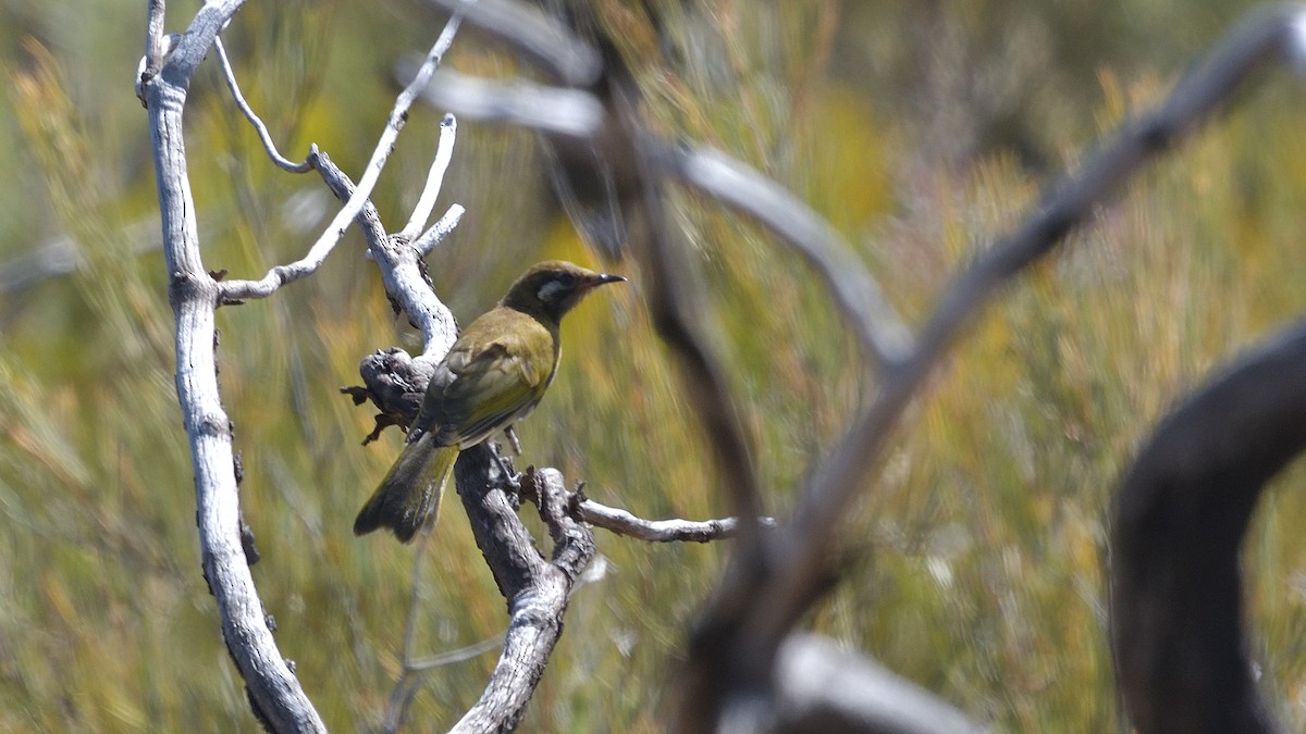 White-eared Honeyeater - ML628713189