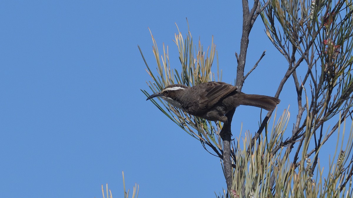 White-browed Babbler - ML628713195