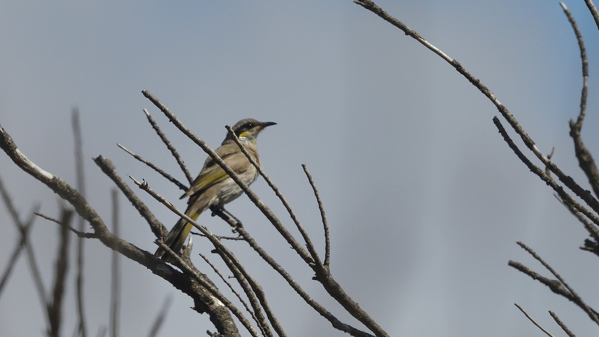 Singing Honeyeater - ML628713200