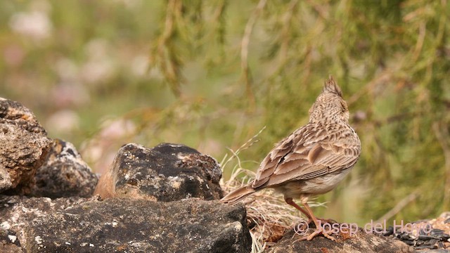 krattopplerke - ML628713247